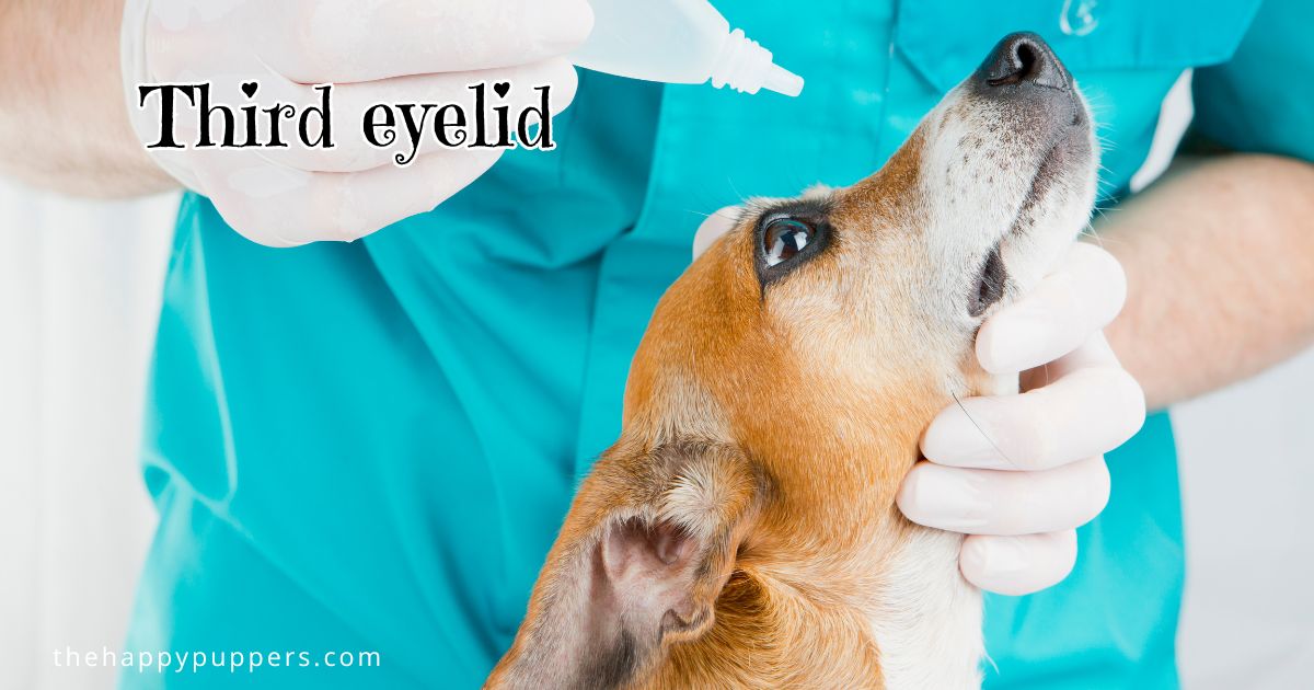 Third eyelid in dogs a complete guide The Happy Puppers