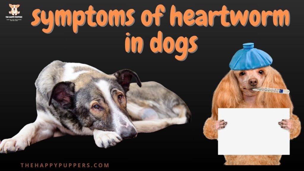 Symptom of heartworm in dogs