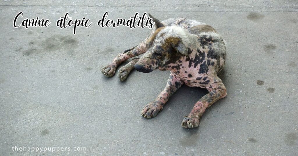 Canine atopic dermatitis