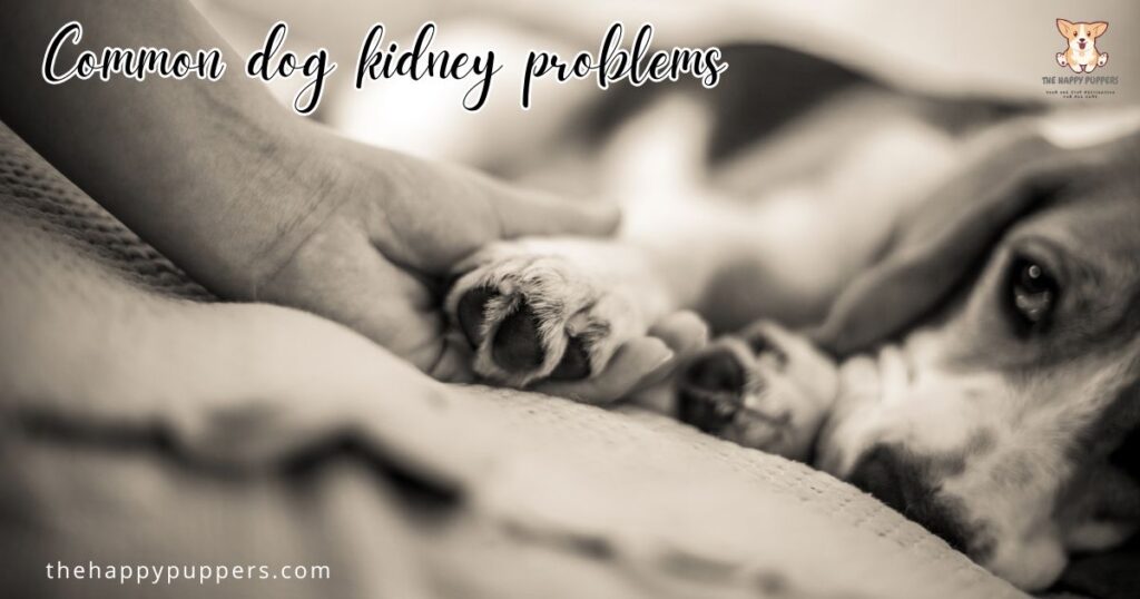 Common dog kidney problems