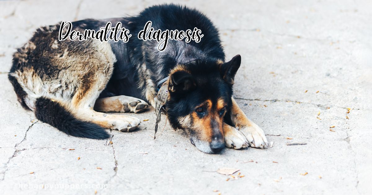 Allergic Dermatitis in Dogs: An Overview - The Happy Puppers