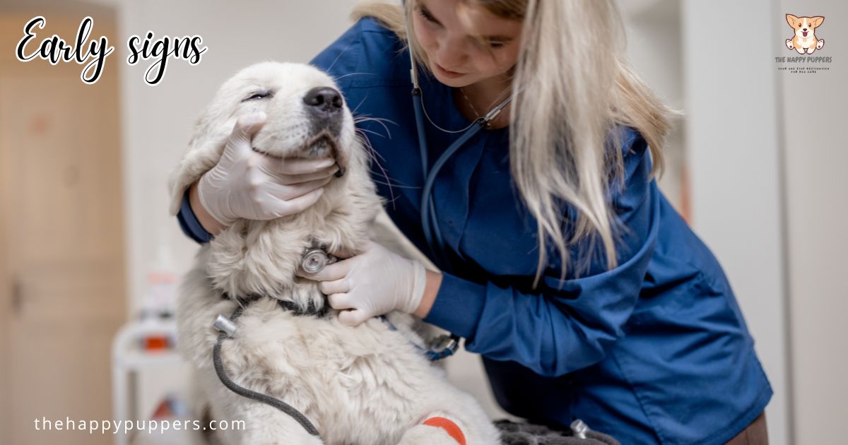 Dog kidney problems recognize the signs The Happy Puppers