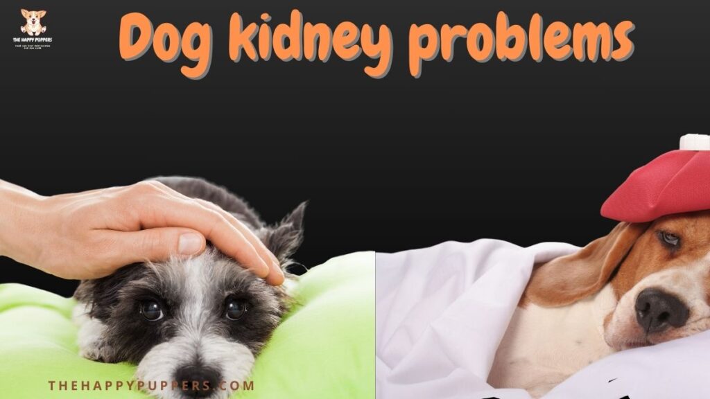 Dog kidney problems