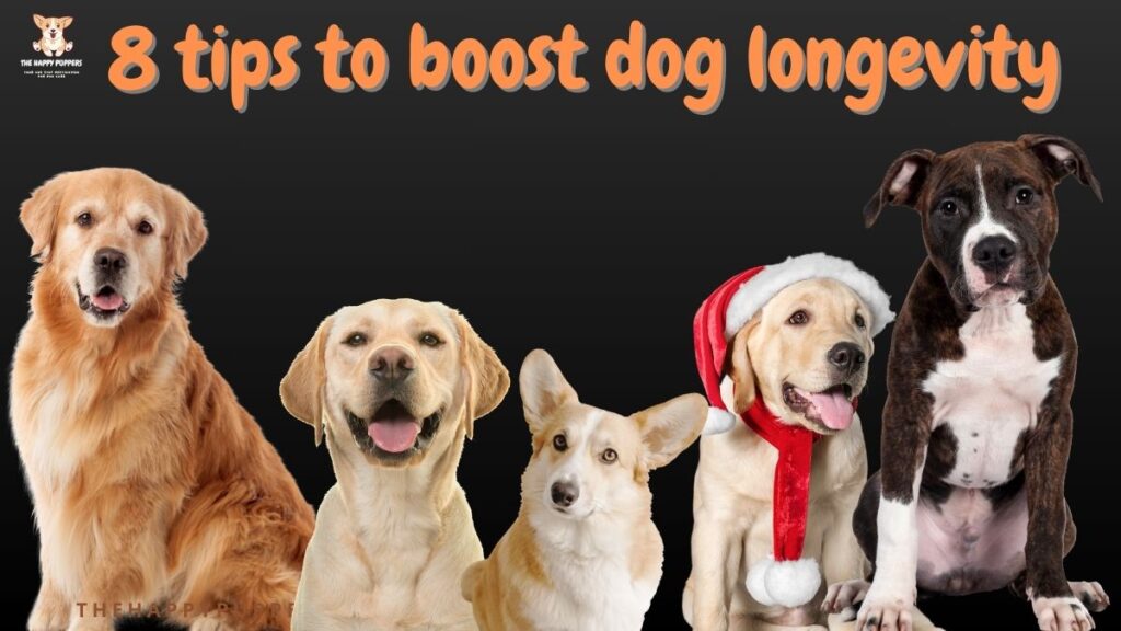 dog longevity