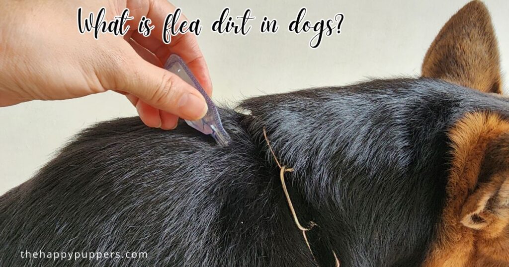 What is flea dirt in dogs