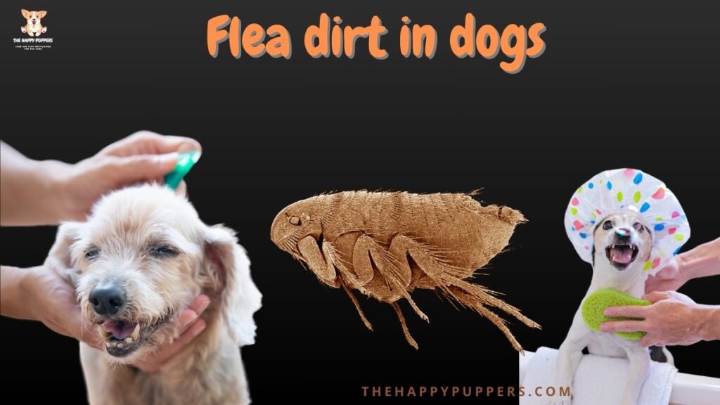 Flea dirt in dogs