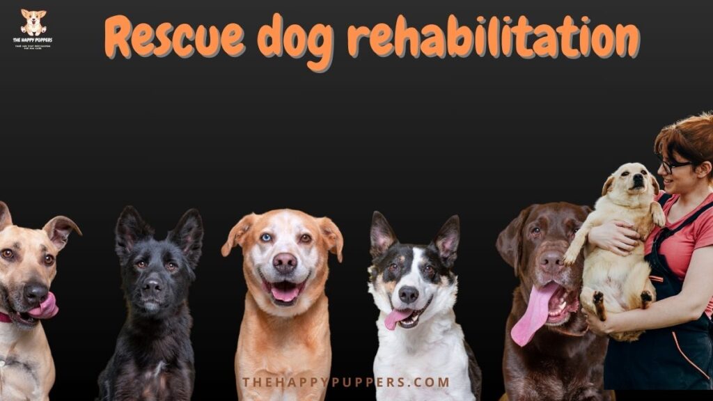 Rescue dogs