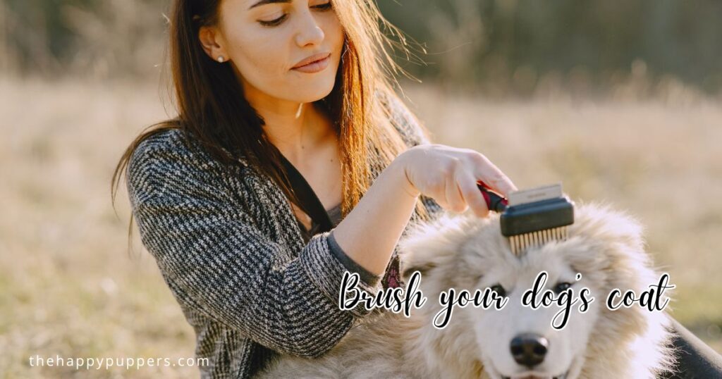 Brush your dog’s coat