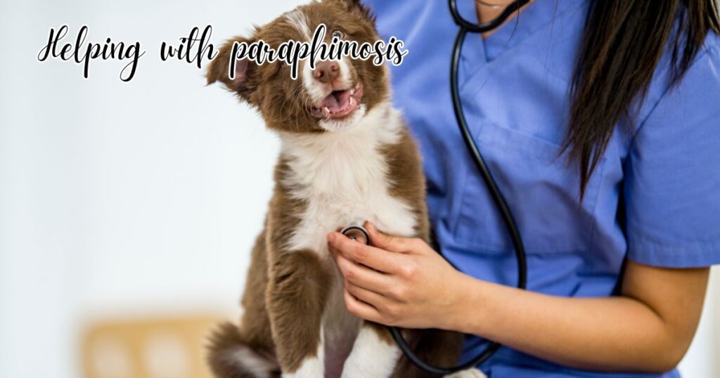 Helping with paraphimosis in dogs