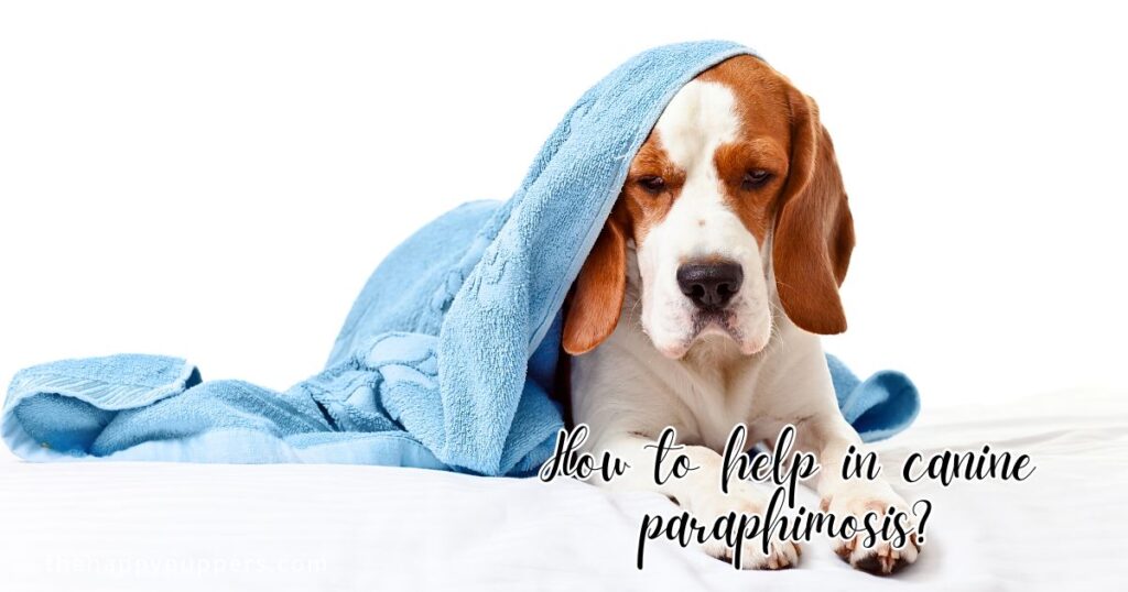 How to help in canine paraphimosis