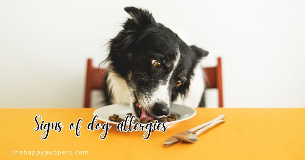 Signs of dog allergies