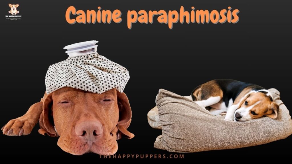Canine paraphimosis