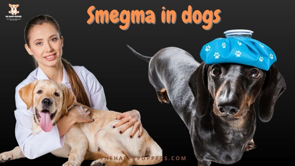 Smegma in dogs