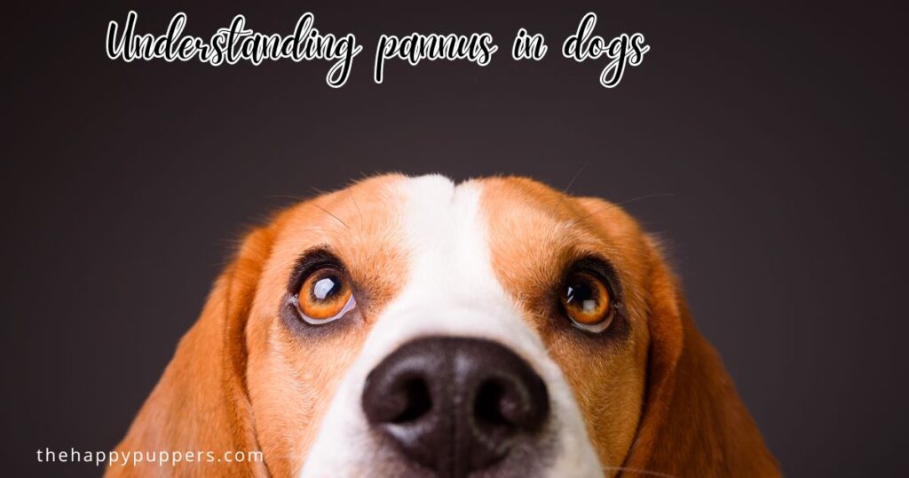 Understanding pannus in dogs