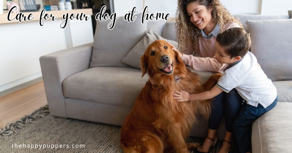 Care for your dog at home
