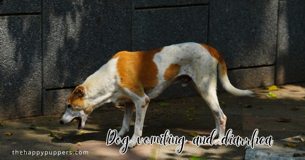 Dog vomiting and diarrhea