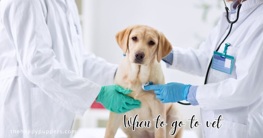 When to go to vet