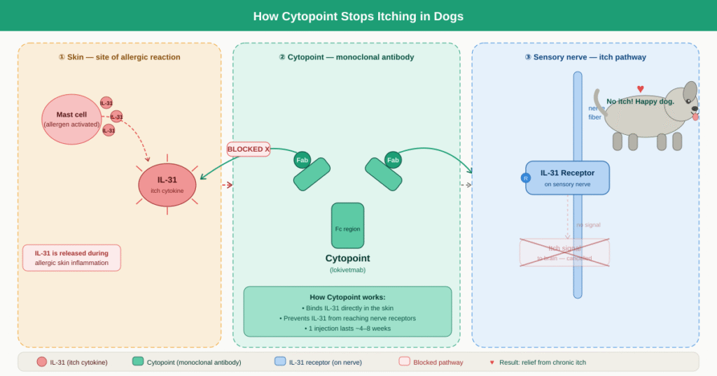 a diagram showing cytopoin's effect on IL-31 in dogs