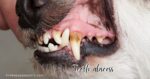Tooth Abscess In dogs - The Happy Puppers