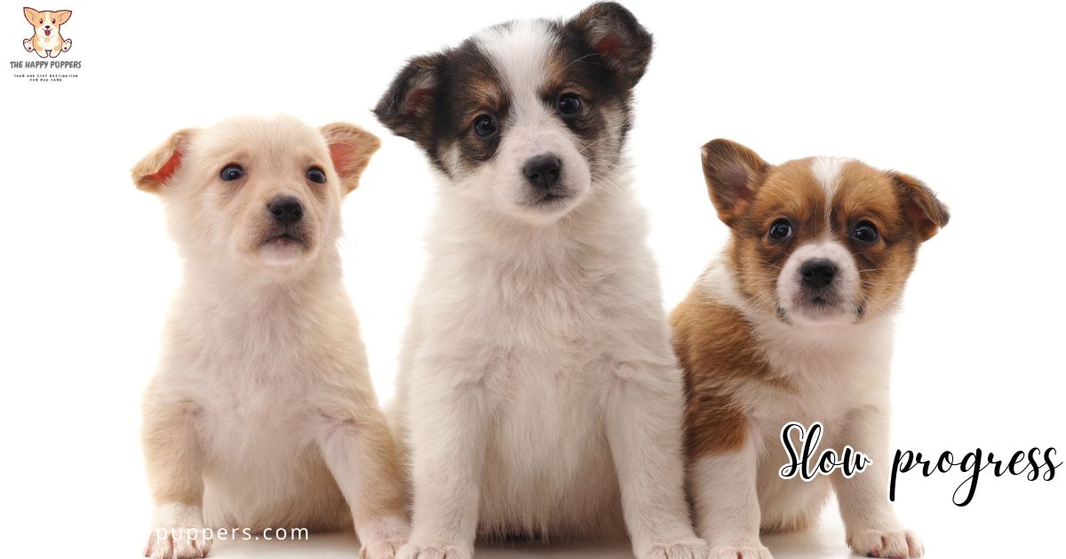 Curated visual reference: Fresh Look at Puppy Separation Anxiety 2025 Guide