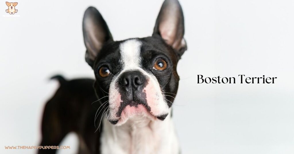 An image of a Boston Terrier