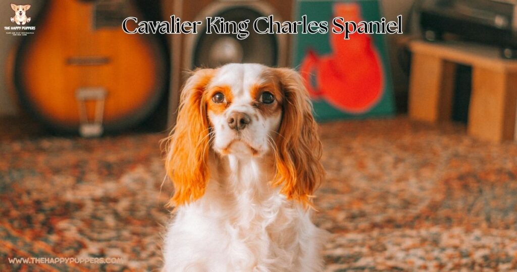 An image of a Cavalier King Charles Spaniel