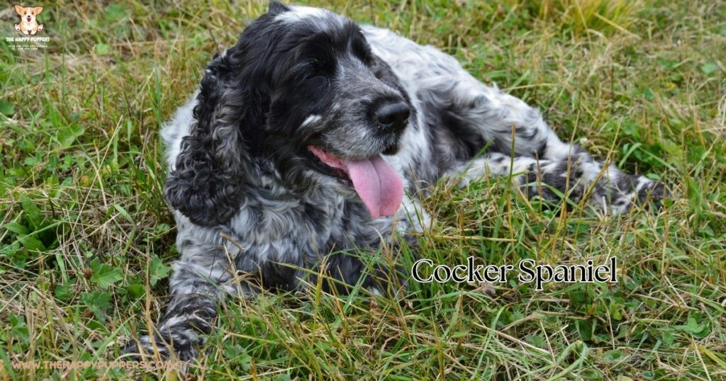 An image of a Cocker Spaniel