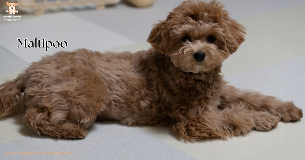 An image of a Maltipoo