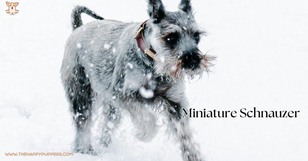 An image of a Miniature Schnauzer