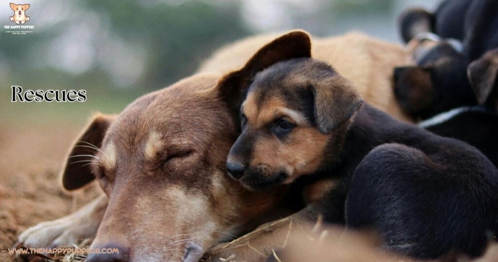 An image of a few Rescue dogs