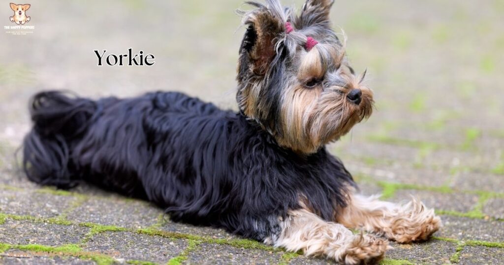 An image of Yorkie
