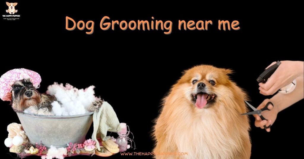 Picture of Dog Grooming Near Me: Your Ultimate Guide for 2025 - The Happy Puppers
