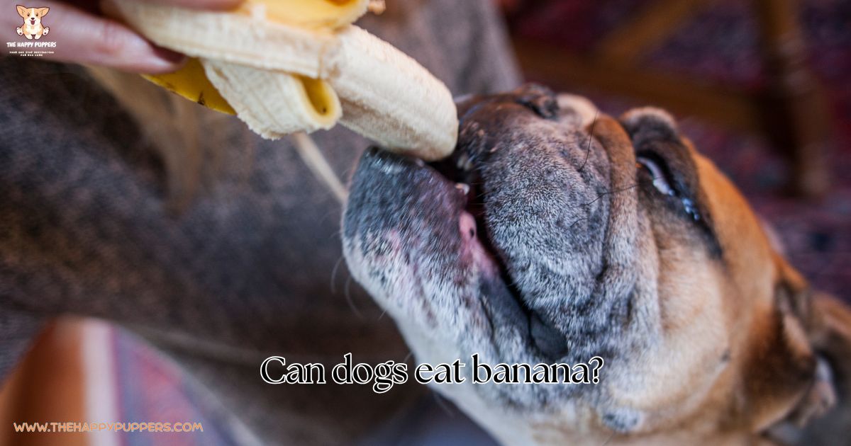 Beautiful view of Dogs Eating Bananas In The Morning For A Happy Belly