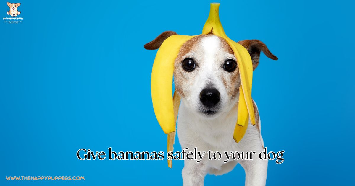 Image showcasing Can Dogs Eat Banana? A Friendly Guide - The Happy Puppers
