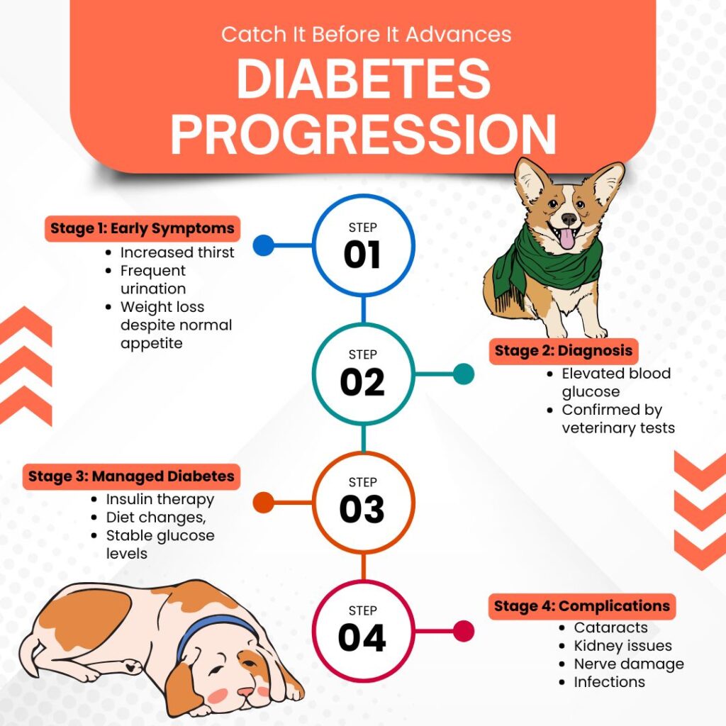 Timeline of diabetes progression in dogs, showing stages from early symptoms to complications, with icons for each phase