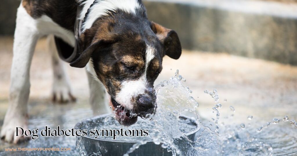 One of the key dog diabetes symptoms: increased thirst.