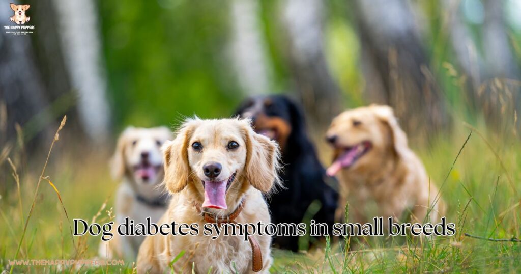 Dog diabetes symptoms in small breeds