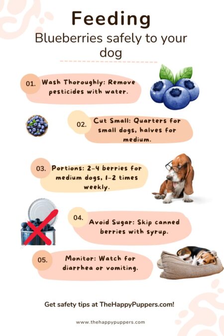 Curated visual reference: Fresh Look at Can Dogs Eat Blueberries Dog Nutrition 2025