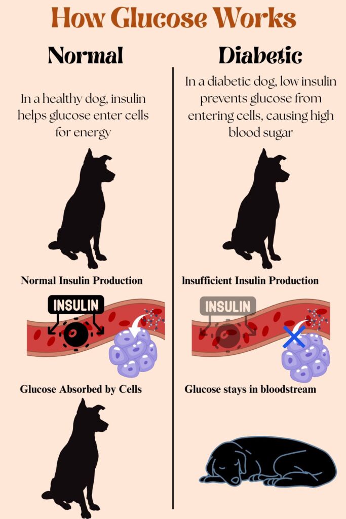 A simple diagram showing the glucose process in a healthy dog vs. a diabetic dog, with arrows illustrating insulin's role in moving glucose into cells.