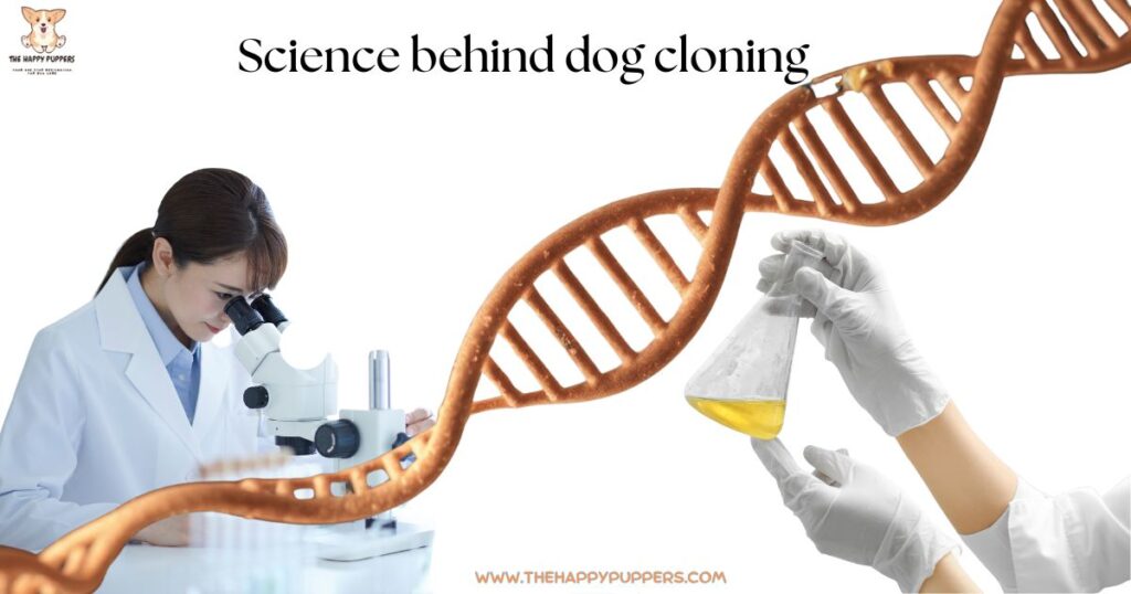 Science behind dog cloning