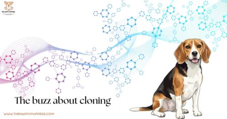 Tom Brady Dog Cloning: Science, Costs, and Controversies - The Happy