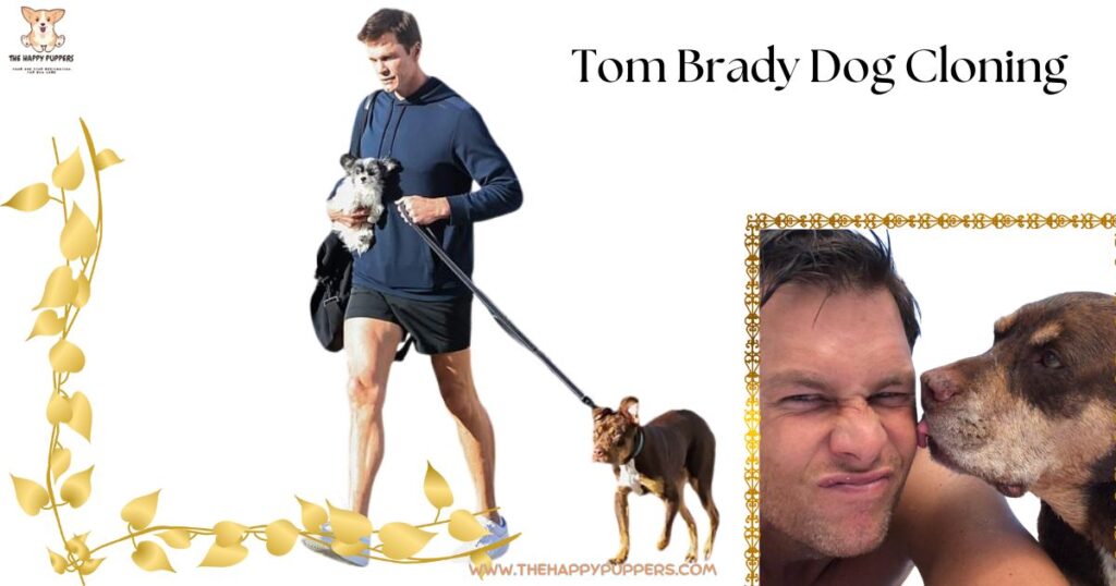 Tom Brady Dog Cloning