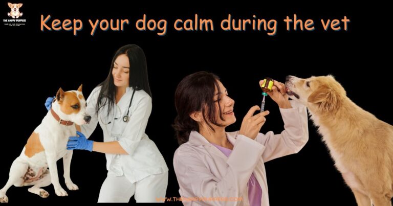 Keep your dog calm at the vet