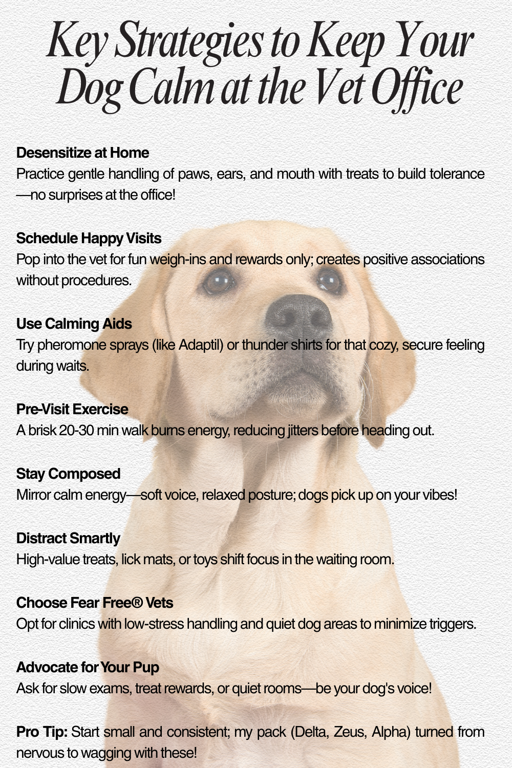 Key Strategies to Keep Your Dog Calm at the Vet Office