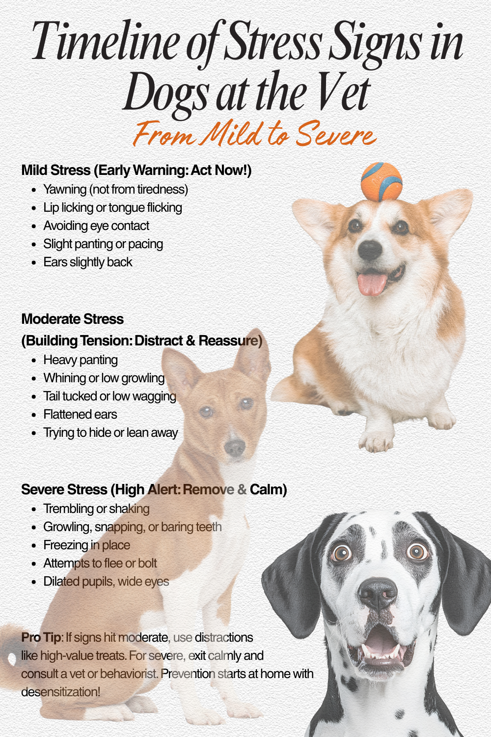 Timeline of Stress Signs in Dogs at the Vet