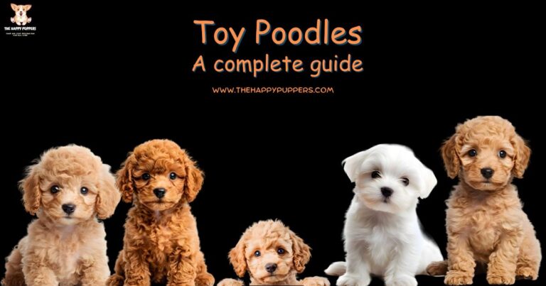 Why Toy Poodles Are the Ultimate Companion: Breed Insights 2026 Toy Poodles