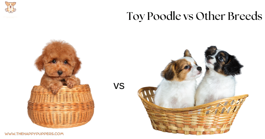 toy poodle vs other small breeds comparison chihuahua yorkie