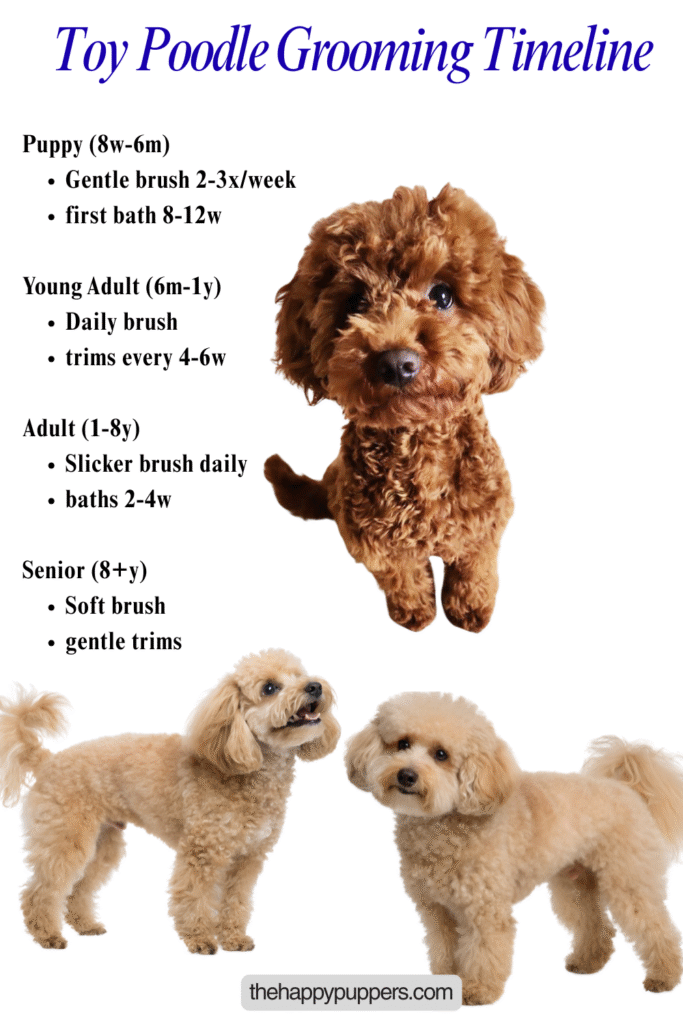 a pinterest infographic pin showing the toy poodle growth timeline