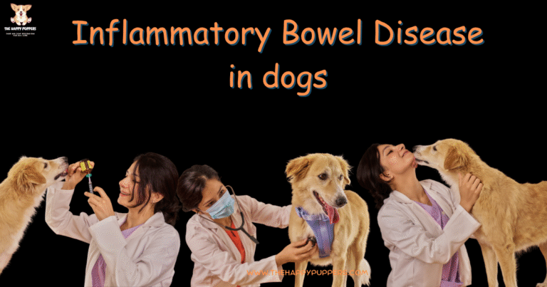 IBD in dogs featured images