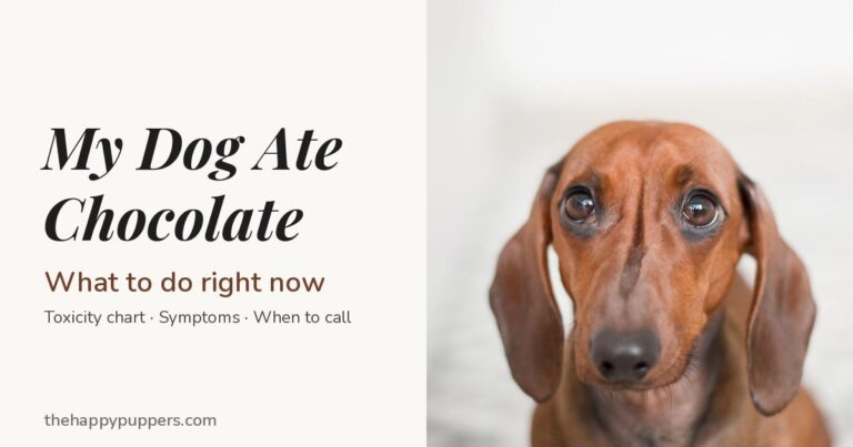 My Dog Ate Chocolate: What to Do Right Now Red dachshund looking up, with the title My Dog Ate Chocolate: What to do right now